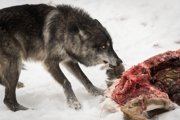 Black Phase Grey Wolf (Canis lupus) Pulls at Deer Carcass