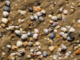 many shells in the sand on the beach