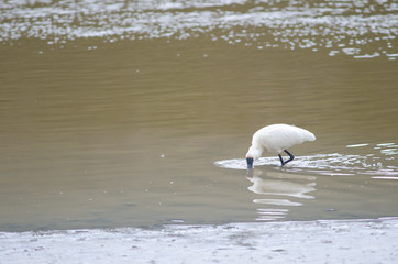 Royal spoonbill (Platalea regia) searching for food. Taieri River. Taieri River Scenic Reserve. Otago. South Island. New Zealand.