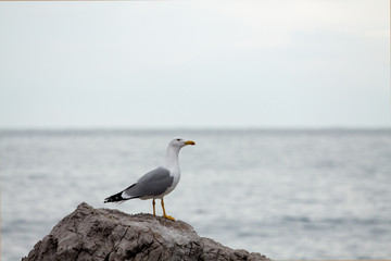 Seagull on the background of the sea.