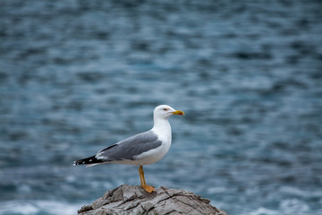 Seagull on the background of the sea.