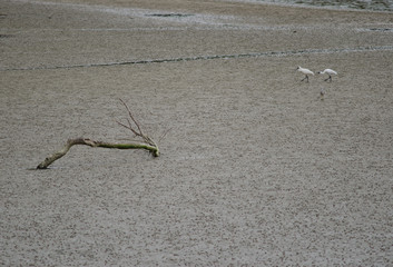Royal spoonbills (Platalea regia). Adult with its chick. Taieri River. Taieri River Scenic Reserve. Otago. South Island. New Zealand.