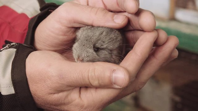 Female hands caressing a baby chinchilla. 4k	