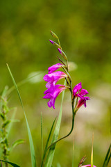 Gladiolus Italicus on a green background.
