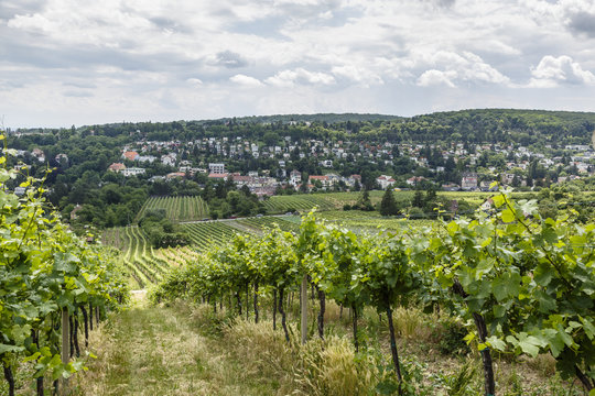 Vineyards in the 19th district, Vienna, Austria.