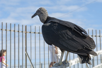 Imposing head-black vulture, Coragyps atratus, front view, with details, living in Forte Sao Luis and Forte do Pico, in Niterói, Rio de Janeiro.