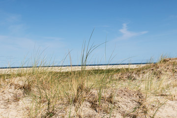 Fototapeta premium grashalme sprießen in den himmel auf der nordsee insel borkum fotografiert während einer besichtigungstour auf der norsee insel borkum mit weit winkel objektiv