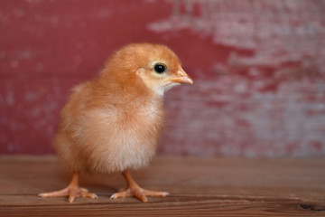A chick on wood with a red barn board background