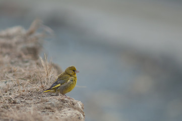 European greenfinch (Chloris chloris). Male. Clifton. North Island. New Zealand.