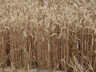 A close up of a wheat field ready for harvesting in rural Essex, England