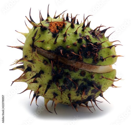 Aesculus Hippocastanum конский каштан обыкновенный 欧洲七叶树