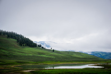 Green draped in fog