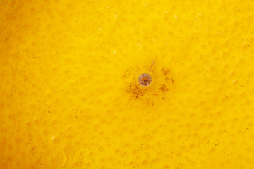 Close up of grapefruit or orange texture., close-up abstract blurred image