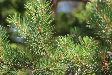 pine branch with cones