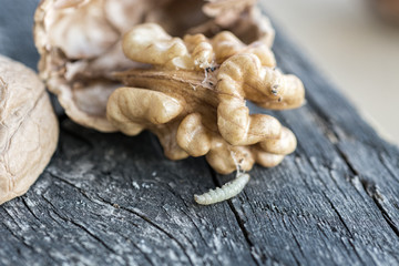 Walnuts kernels on dark desk with color background, Whole walnut  with worm. bad-quality product 
