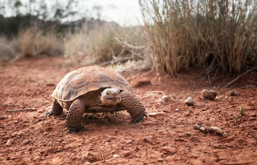 Sonoran Desert Tortoise (Gopherus morafkai)  in Snow Canyon State Park, Utah, US. Threatened vulnerable species   in  Nature Red List.
