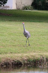 Fototapeta premium Sandhill Crane, Great Blue Heron, battle of the birds, birds, nature, wildlife, terf war