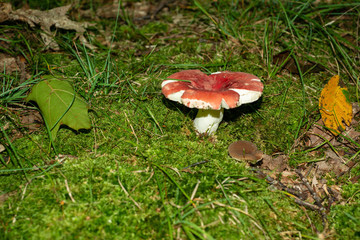 Isolated mushroom growing on moss in the Allegheny National forest