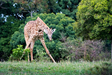 Giraffe eating splayed legs