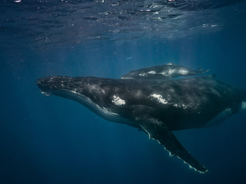 Humpback Whales Underwater, Mother And Calf