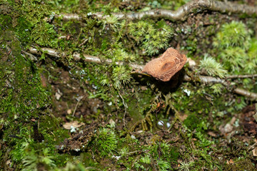 Isolated mushroom growing in decaying leafs