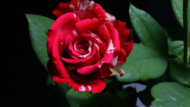 Rose-Flower Bilder – Durchsuchen 222 Archivfotos, Vektorgrafiken und