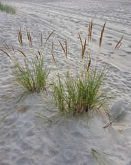 Trawy rośliny Calammophila baltica © Marcin Kumorek