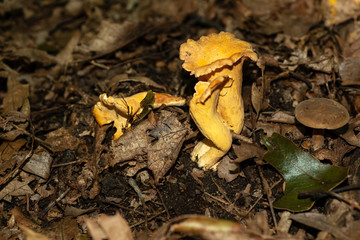 Isolated mushroom growing in Allegheny National forest