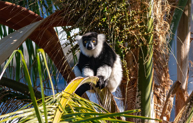Lemur on the hunt for dates