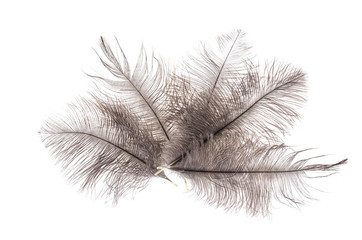 Obraz premium Gray feathers of ostrich
