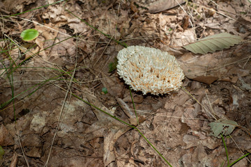 Isolated coral fungus growing in decaying leafs in Allegheny National forest