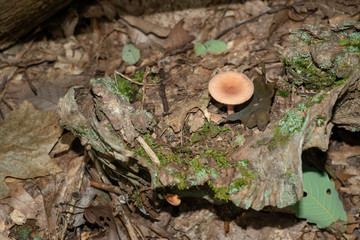 Isolated mushroom growing in decaying leafs in Allegheny National forest