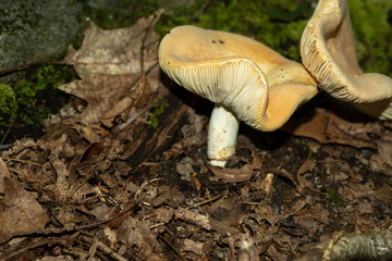 Isolated mushroom growing in decaying leafs in Allegheny National forest