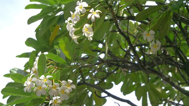 White plumeria in Hawaii in 4k slow motion 60fps