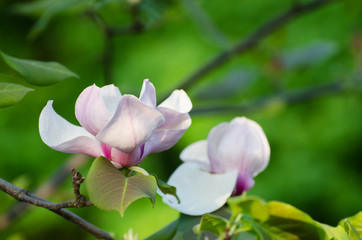 Beautiful magnolia tree blossoms in springtime. Jentle magnolia flower against sunset light. Romantic floral background.