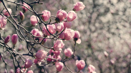 Beautiful magnolia tree blossoms in springtime. Bright magnolia flower against blue sky. Romantic floral background.