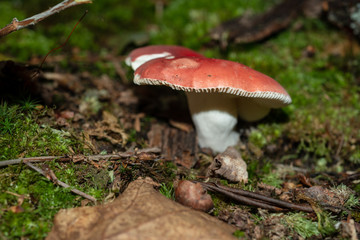 Isolated wild mushroom growing in decaying leaves in Allegheny National forest