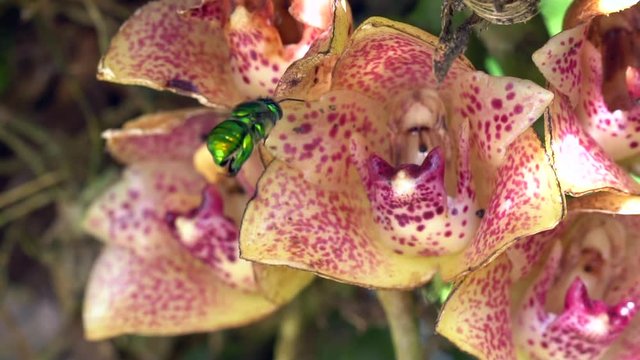Slow motion shot of the orchid  Lycomormium ecuadorense visited by its pollinator, a male euglossine bee. Growing wild in cloudforest in western Ecuador. 