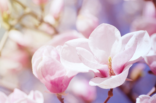 Fototapeta Beautiful magnolia tree blossoms in springtime. Bright magnolia flower against blue sky. Romantic floral background.