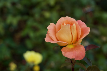 Macro view of a single peach-hued pink rose flower with muted green background