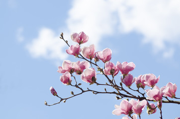 Beautiful magnolia tree blossoms in springtime. Jentle pink magnolia flower against blue sky. Romantic floral background.