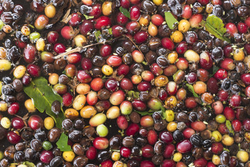 coffee beans discarded in the selection process, coffee