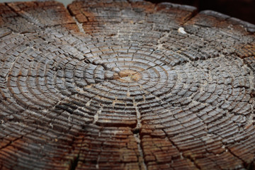 Weathered tree rings, a background vintage rustic grunge circle texture with cracks