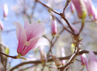 Beautiful magnolia tree blossoms in springtime. Jentle pink magnolia flower against blue sky. Romantic floral backdrop