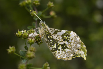ツマキチョウ雌