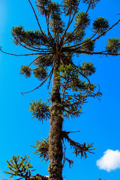 background natureza