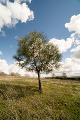 Fototapeta na wymiar Tree in middle of field at daylight
