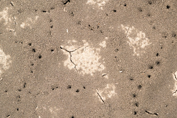 ant holes in the cracked earth