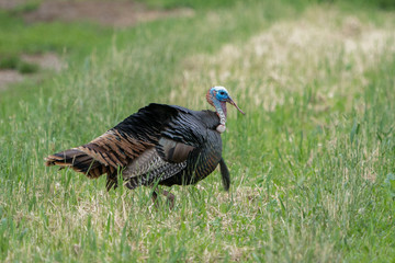 Wild male turkeys strutting in an orchard