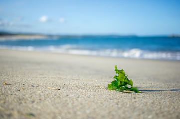 砂浜の海藻